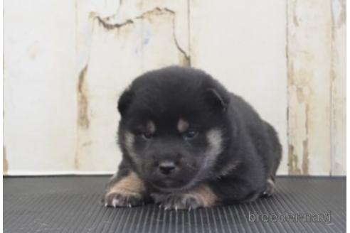成約済の埼玉県の柴犬-204507の1枚目